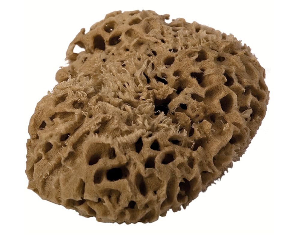 Eponge de Mer Naturelle - 11cm - Mahdia